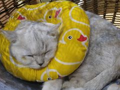 -藏猫猫咖啡主题馆(中央大道店)