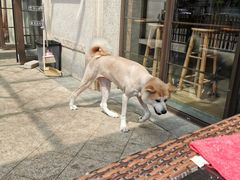 -美联众合宠物医院·爱萌分院·内外科·猫科中心