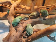 -青石桥花鸟鱼虫市场(叠翠城店)