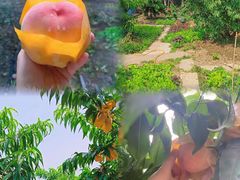 -老袁家蜜桃农场·阳山水蜜桃