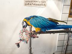 -吉丁鸟咖·异宠·寄养