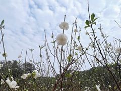 -南国桃园旅游度假区