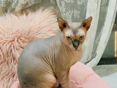 -共舞时光猫咖·狗咖(新街口店)