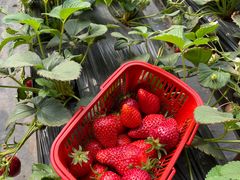 -甜心庄园·甜心草莓采摘园(西青中北店)