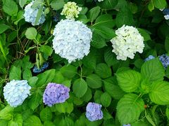 -艾溪湖湿地公园