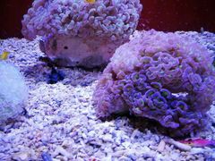 -芜湖新华联大白鲸海洋公园