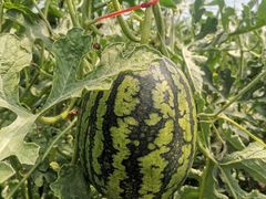 -庞各庄西瓜蔬菜采摘园·锦华瓜园