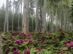 -仁和公园(顺义区)