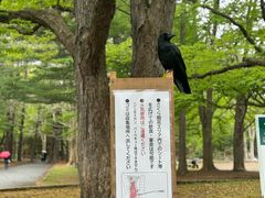 -北海道神宫