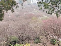 -香雪海