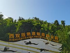 -西双版纳原始森林公园