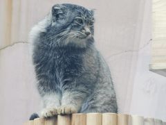 -青藏高原野生动物园