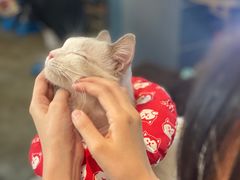 -more than meow吴止猫主题餐厅(承德 中船汇店)