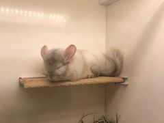 -龙猫仔乐园(惠福东路店)