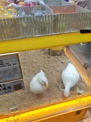 点击看大图 -神奇动物撸宠馆·羊驼·小浣熊·异宠(豫园店)
