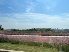 -白鹭湾湿地公园