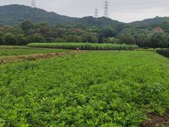 -八卦田遗址公园