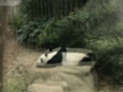 -泉州海丝野生动物世界