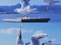 -海埂大坝