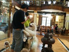 -more than meow吴止猫主题餐厅(承德 中船汇店)