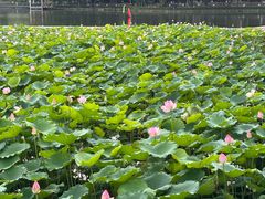 -荔湾湖公园