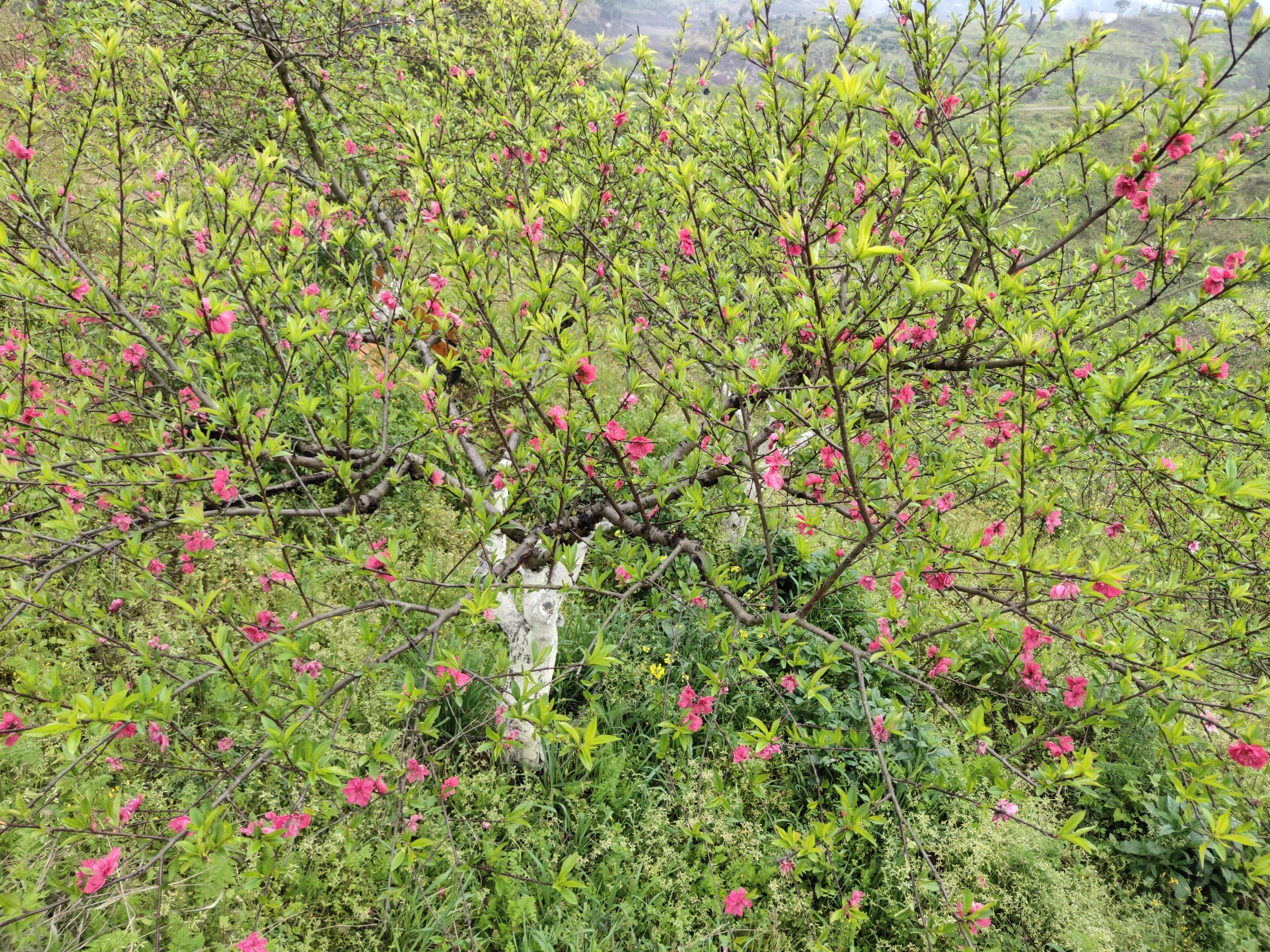 圣水湖桃花岛