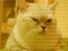 -猫和宫(六道口店)