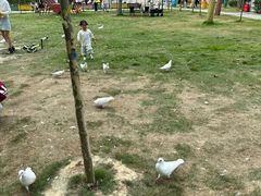 -合肥滨湖国家森林公园