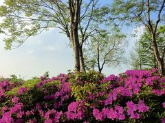 -贡湖湾湿地公园