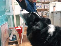 -乐派堂宠物医院·猫友好· 心脏科(东街店)