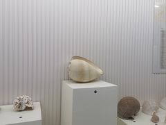-青岛贝壳博物馆