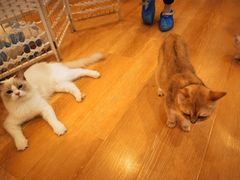 -猫咪派对(江南西店)