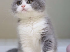 -lincat·猫舍(广州店)