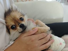 -天宠宠物医院24小时·急重症诊疗中心·全科·腔镜特色(和平分院)