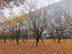 -上海财经大学(国定路校区)
