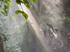 -西双版纳原始森林公园