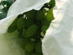 -马陆小张葡萄园农家乐