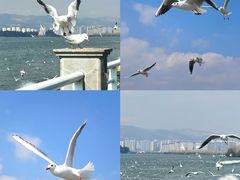 -海埂大坝