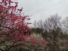 -杭州植物园