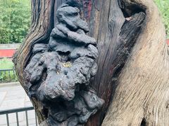 -北京植物园南门售票处