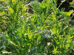 -广西壮族自治区药用植物园