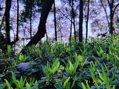 -南山植物园