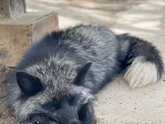 -宫城藏王狐狸村