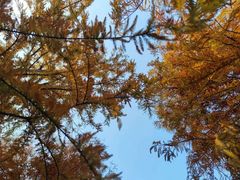 -春花秋色城市公园