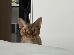 -山宅一喵德文卷毛猫舍