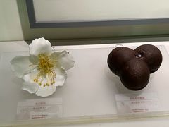 -中国茶叶博物馆(双峰馆区)