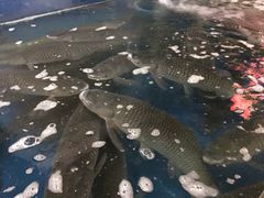 -豪华脆肉鲩