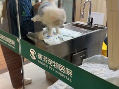 -瑞派紫金宠物医院24小时·骨科·中兽医·重症转诊中心(番禺大石院)