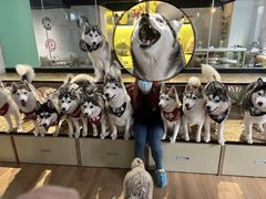 -Husky Go! 哈士奇体验馆·宠物咖啡厅狗咖