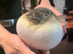 -肆月河豚·淮扬菜·湘菜(华天店)